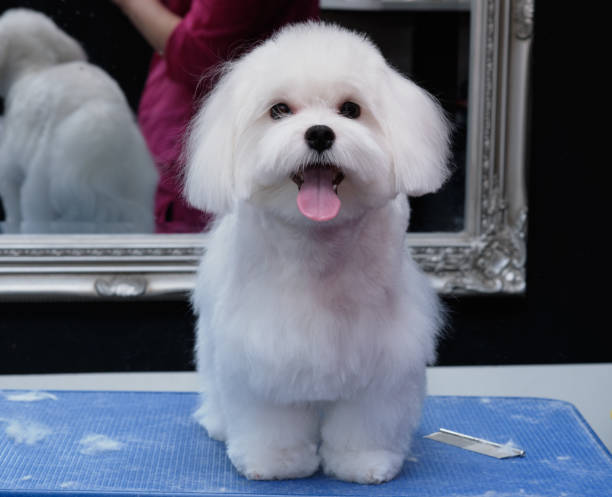 istock Maltese dog is standing on the grooming table and blowing a raspberry at the camera. 1294481787
