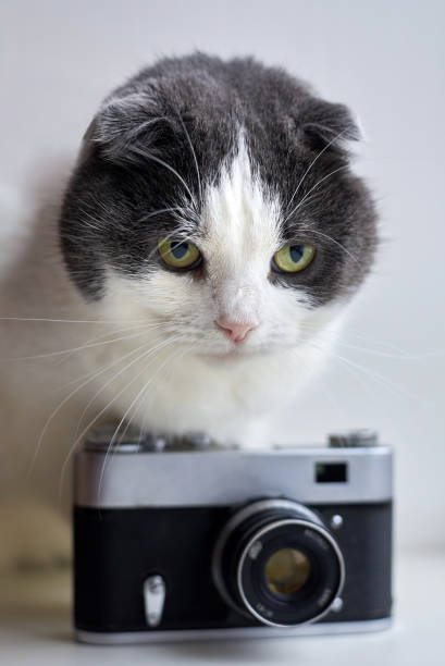 istock Serious cat sits near a vintage camera on a light background. 1294481958