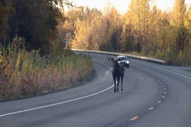 istock why did the moose cross the road? 1294481985