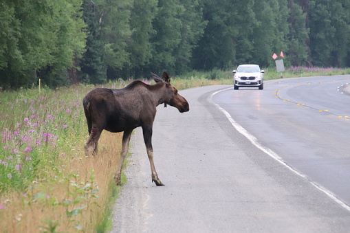 a moose walks onto the Parks Highway outside Talkeetna, Alaska