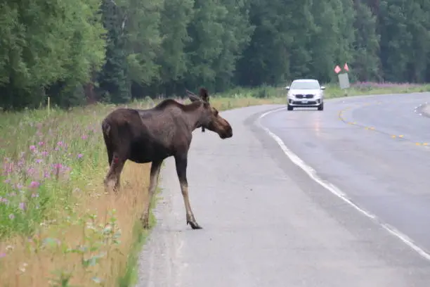 a moose walks onto the Parks Highway outside Talkeetna, Alaska