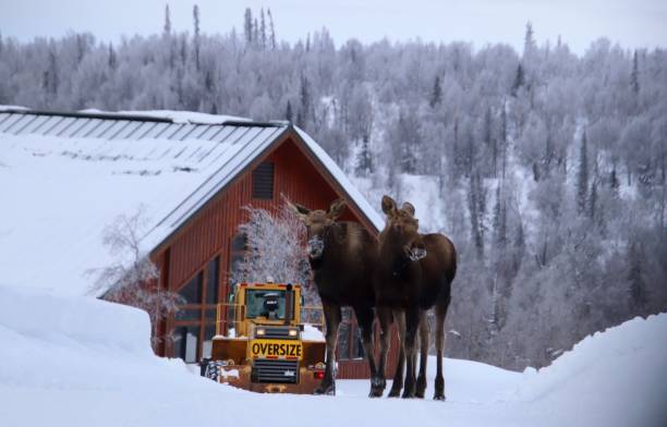 why did the moose cross the road?