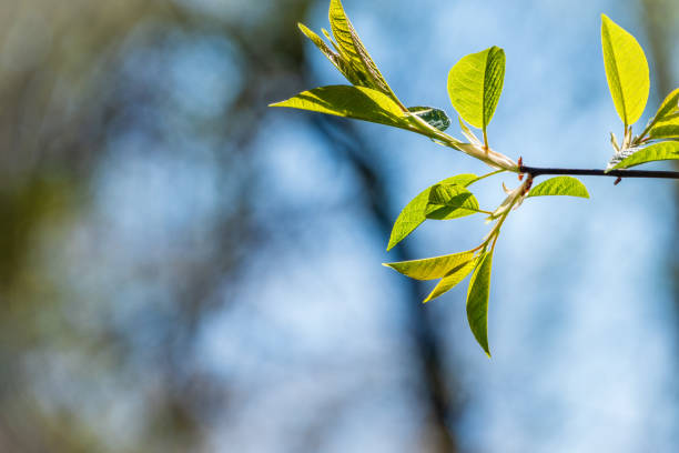istock Spring branches with fresh green leaves on a background of blue sky. 1294482634