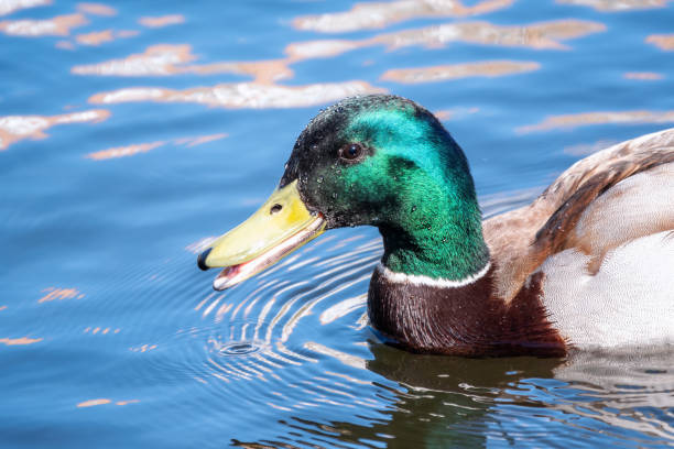 istock Duck swims in the pond. 1294482661