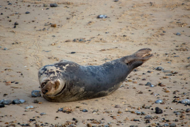 istock Grey Seals (Halichoerus grypus) on a beach in Norfolk, UK 1294483193