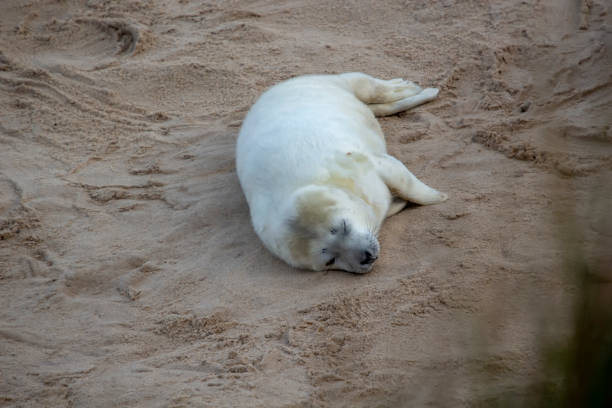 Grey Seals (Halichoerus grypus) on a beach in Norfolk, UK