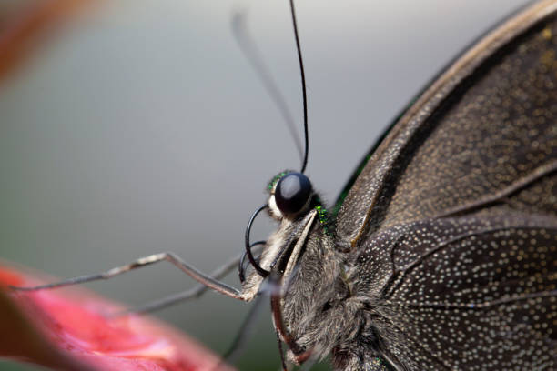 istock butterfly on a flower in summer day 1294484279