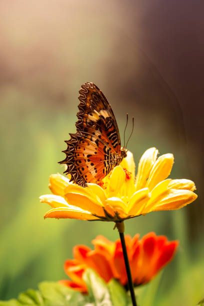 istock butterfly on a flower in summer day 1294484299