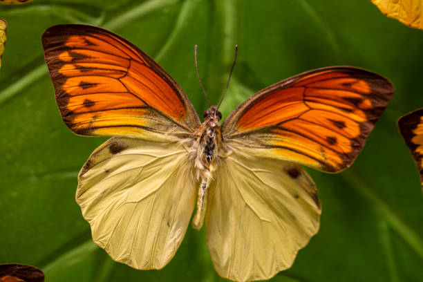 istock butterfly on a flower in summer day 1294484304