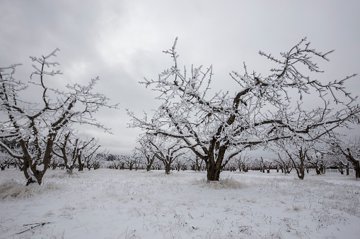 Ripe apples hanging on a branch of an apple tree