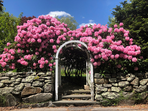Flowering bright pink rhododendrons frame an archway, flanked by stone walls and with slate steps leading underneath, for a picturesque entrance to a garden in a small village in New England.