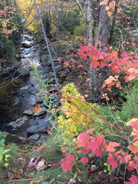 istock Fall in the New England Woods 1294485202
