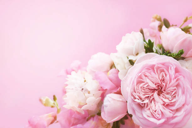 istock Delicate blossoming pink rose frame, blooming flowers pastel festive background 1294486646