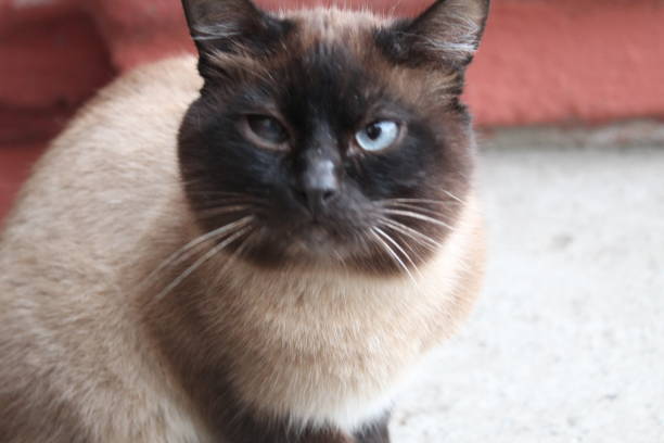 istock Cat striped or Siamese large mplan sits or stands with a copyspace 1294487508