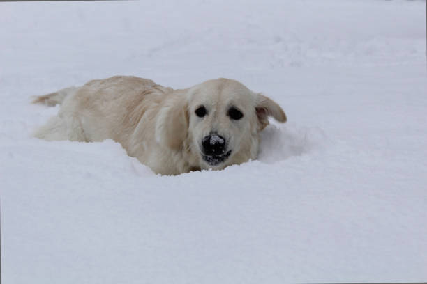 istock White golden retriever in the snow 1294489562