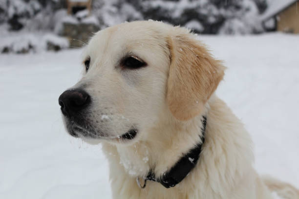 istock White golden retriever in the snow 1294489637