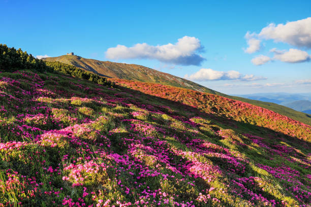istock Marvelous pink rhododendrons on the summer mountains. Blue sky with clouds in sunny day. 1294489651