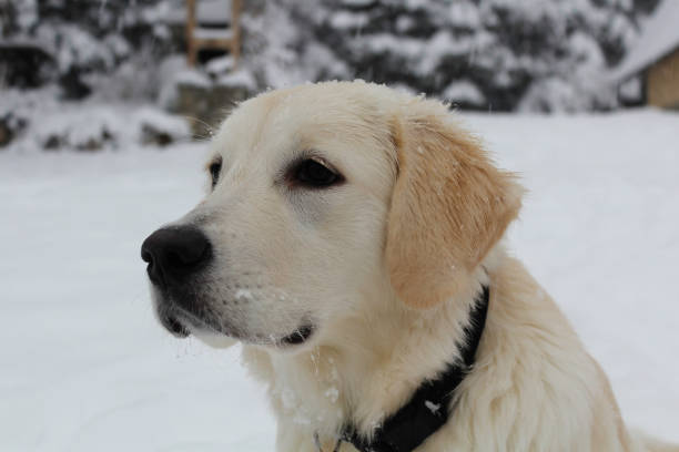 istock White golden retriever in the snow 1294489665