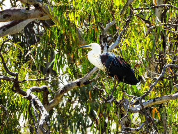 istock Barmah, Victoria, Australia 1294490619