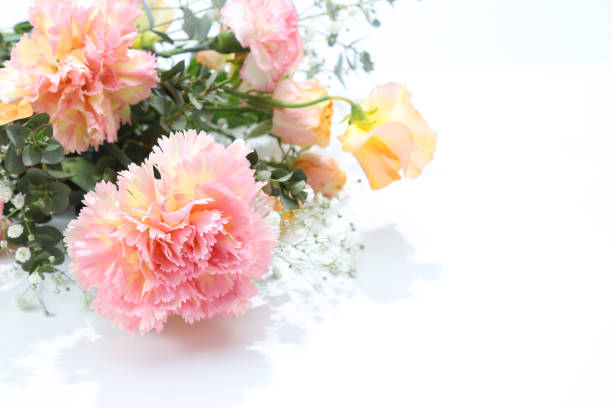 Pictured carnation and gypsophila in a white background.