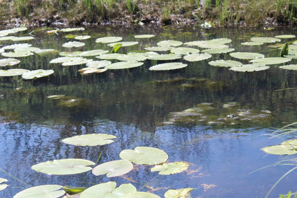 istock Cassan toy marsh plants water summer pond 1294492230