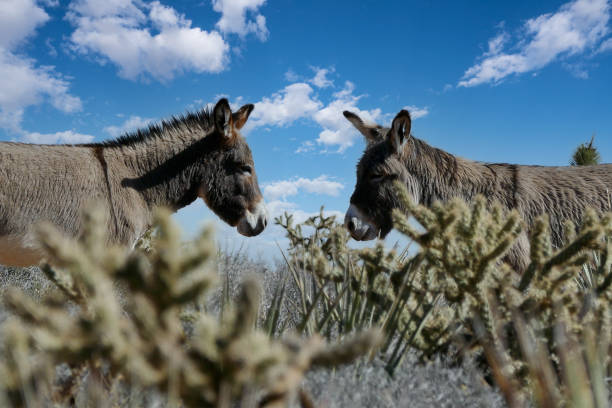 istock Wild Burros at Red Rock Nevada 1294492824