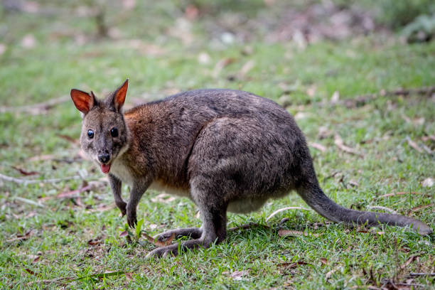 Young Pademelon (Thylogale) A young pademelon in the rainforest wallaby stock pictures, royalty-free photos & images