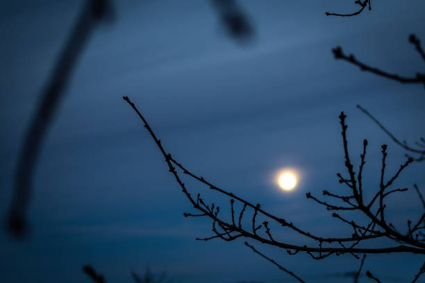 Evening moonlight through the bare branches stock photo