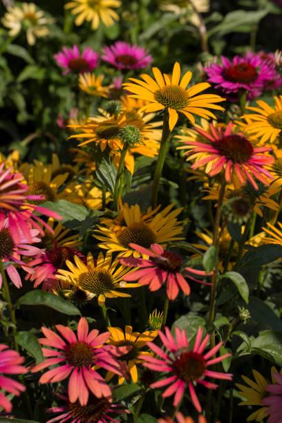 istock Many different colored coneflower (Echinacea purpurea) plants in the garden 1294493833