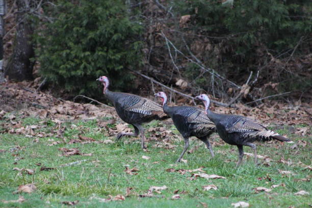 istock Turkey's in the wild. 1294493874