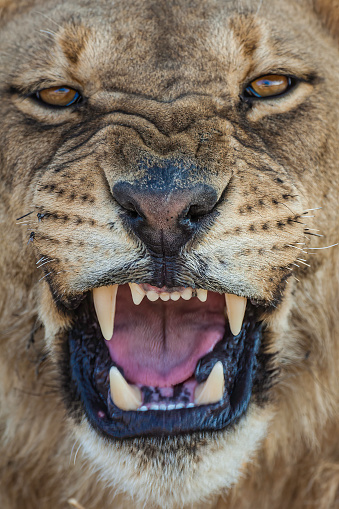 African Lion Male, Panthera leo, Savute Area of Chobe National Park, Botswana, Carnivora, Felidae