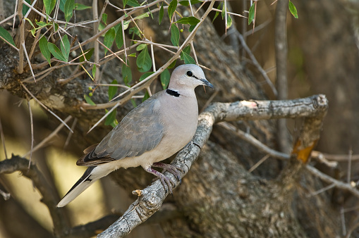 Ring-necked Dove or Cape Turtle Dove, Streptopelia capicola, Chobe National Park, Botswana, Columbiformes, Columbidae