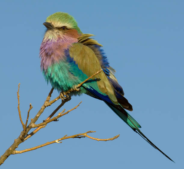 Lilac-breasted Roller, Coracias caudata, Savute Area, Chobe National Park, Botswana. Coraciiformes, Coraciidae.