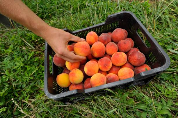 istock ripe peaches in the garden 1294495062