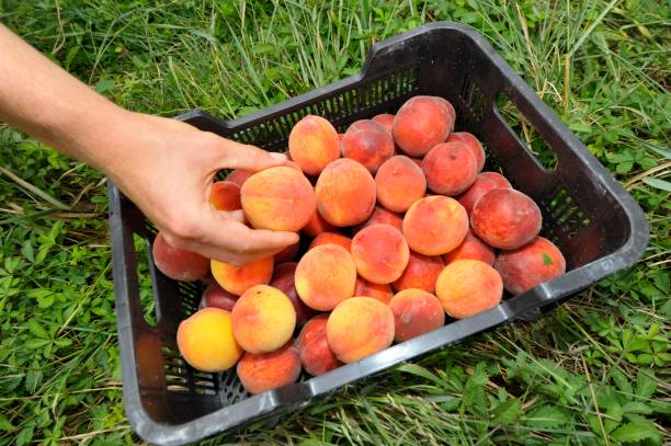 istock ripe peaches in the garden 1294495071