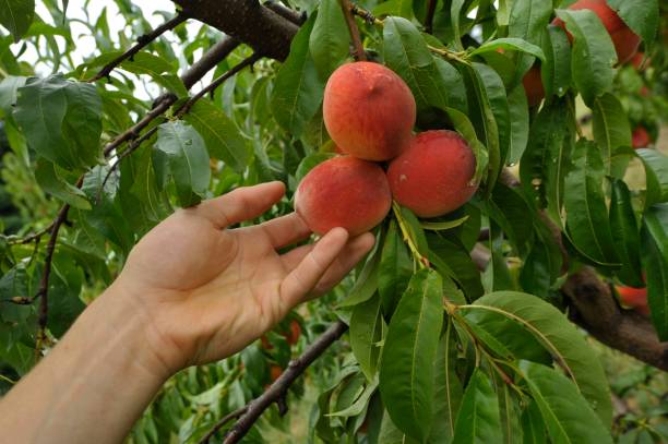 istock ripe peaches in the garden 1294495078