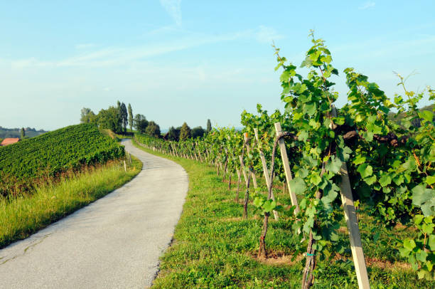 istock vineyard with vines with green leaves 1294495080