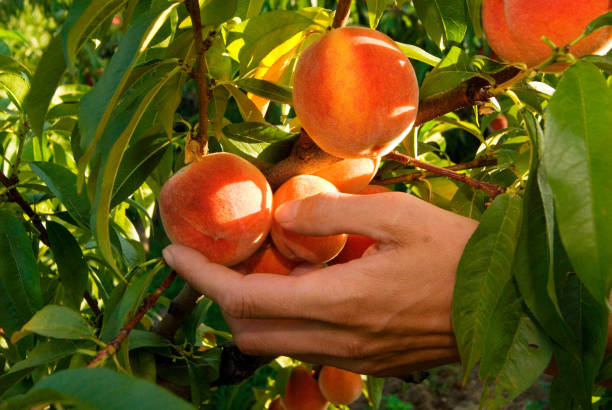 istock ripe peaches in the garden 1294495144