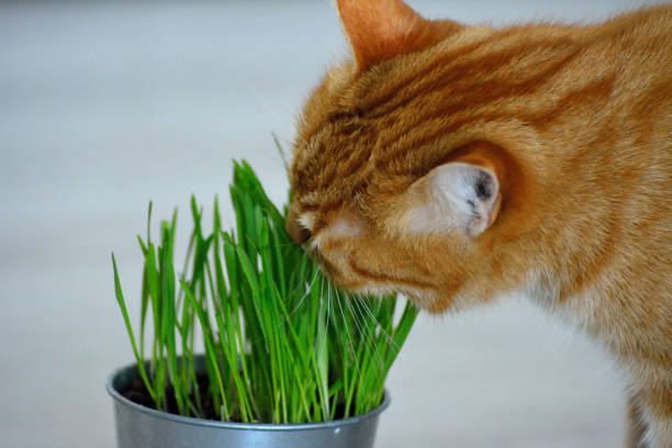 istock Cats and the houseplants 1294496602