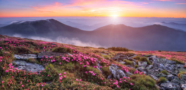 panoramic view in lawn with pink rhododendron flowers, beautiful sunset with orange sky in summer time. mountains landscapes. location carpathian, ukraine, europe. colorful background. - mountain sunset heaven flower imagens e fotografias de stock