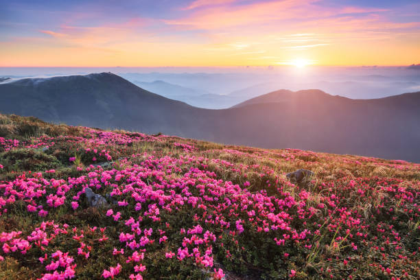 素晴らしい夏の日。芝生はピンクのシャクナゲの花で覆われています。山の風景の美しい写真。自然再生の概念。場所カルパティア、ウクライナ、ヨーロッパ。 - mountain sunset heaven flower ストックフォトと画像