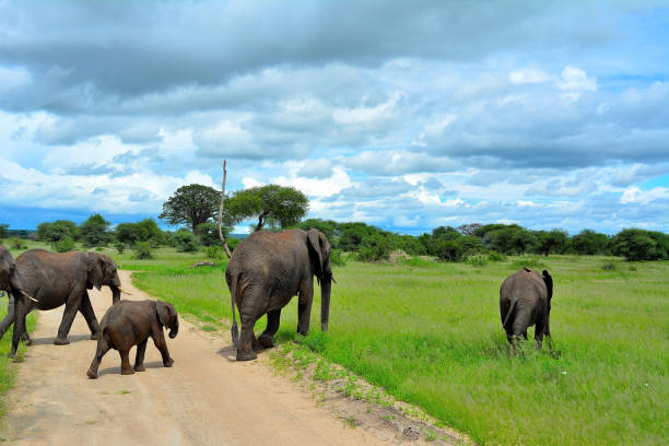 istock Elephants crossing the African Savannah 1294496655