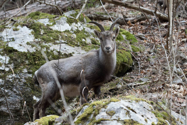 istock Alpine ibex or steinbock, a wild goat 1294497729