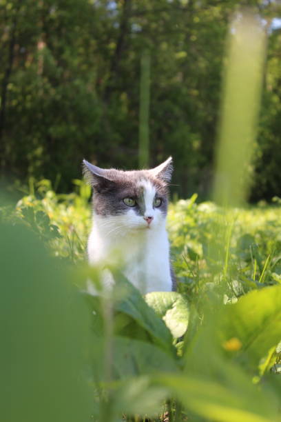 schöne graue katze mit leuchtend grünen augen sitzt im grünen gras und schaut in die ferne vor dem hintergrund des waldes. nahaufnahme. frontalansicht. vertikale. porträt einer katze im sonnenlicht. - green eyeshadow stock-fotos und bilder