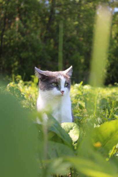 красивая серая кошка с ярко-зелеными глазами сидит в зеленой траве и смотрит вдаль на фоне леса. крупным планом. фронтальный вид. вертикальн - green eyeshadow стоковые фото и изображения