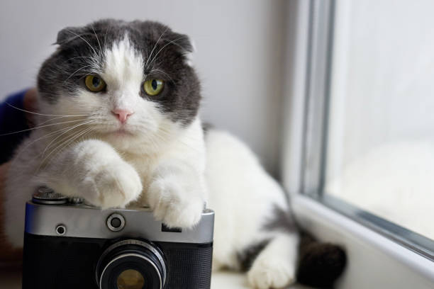 istock Serious cat sits near a vintage camera on a light background. 1294500717