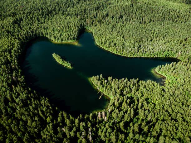 istock Top view of a forest lake. 1294500882