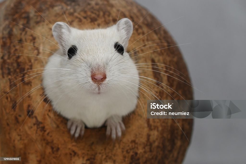 Gerbil looks out of coconut Young Gerbil looks out of coconut Gerbil Stock Photo