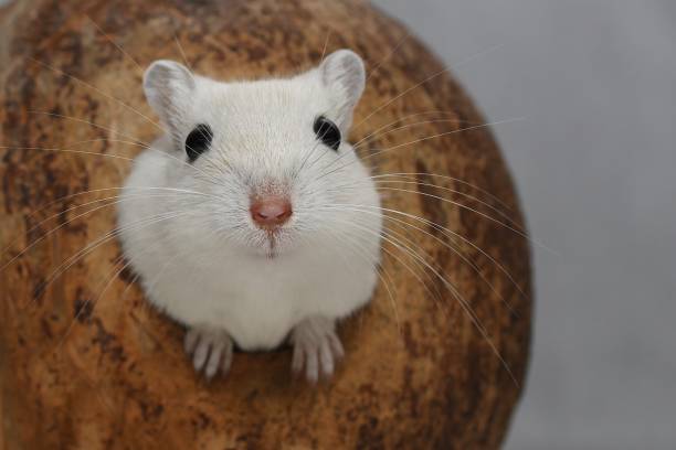 Gerbil looks out of coconut Young Gerbil looks out of coconut gerbil stock pictures, royalty-free photos & images