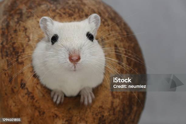 Gerbil Looks Out Of Coconut Stock Photo - Download Image Now - Gerbil, Cute, Animal